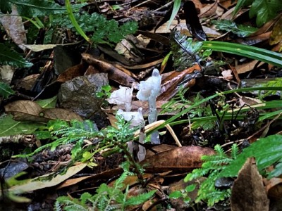 福巴越嶺步道-水晶蘭(鹿蹄草科水晶蘭屬植物) (新竹林區管理處提供)